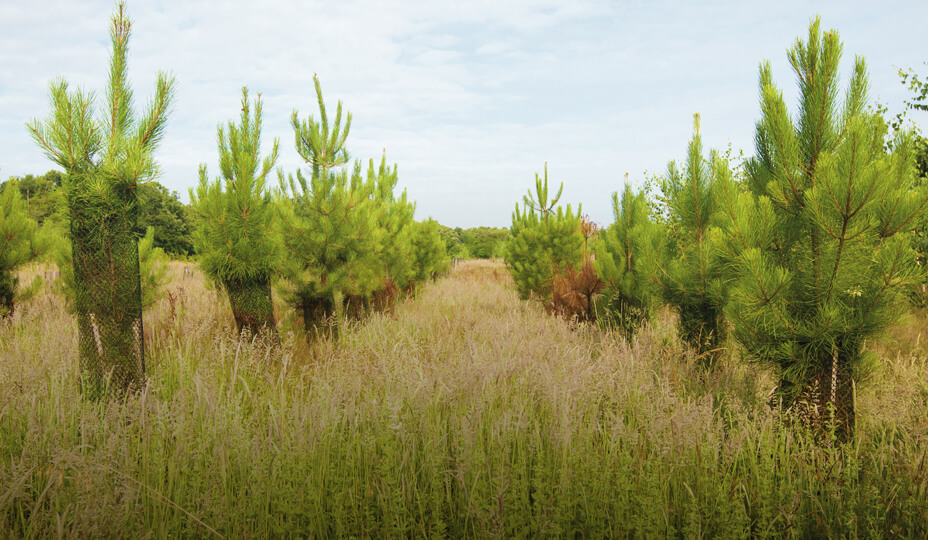 une plantation d'arbres