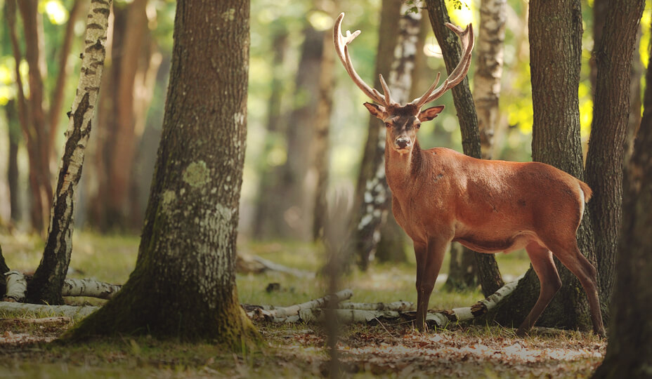 photo d'un cerf dans une forêt