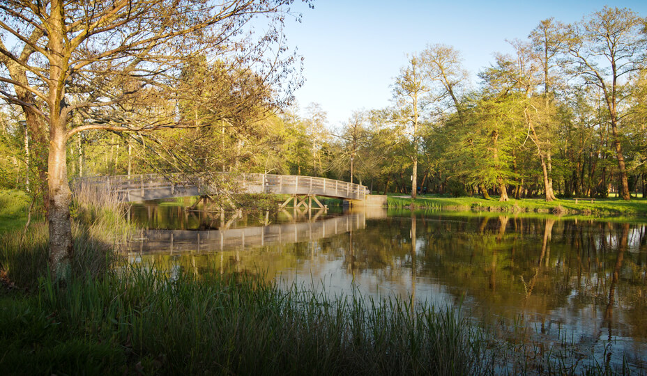 photo d'une forêt avec un pont passant au dessus d'un lac