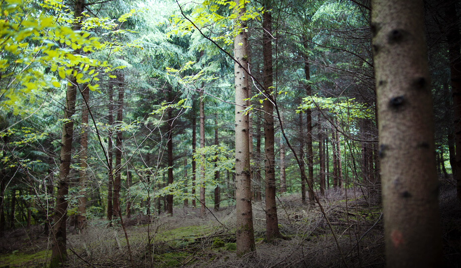 photo d'un sous-bois