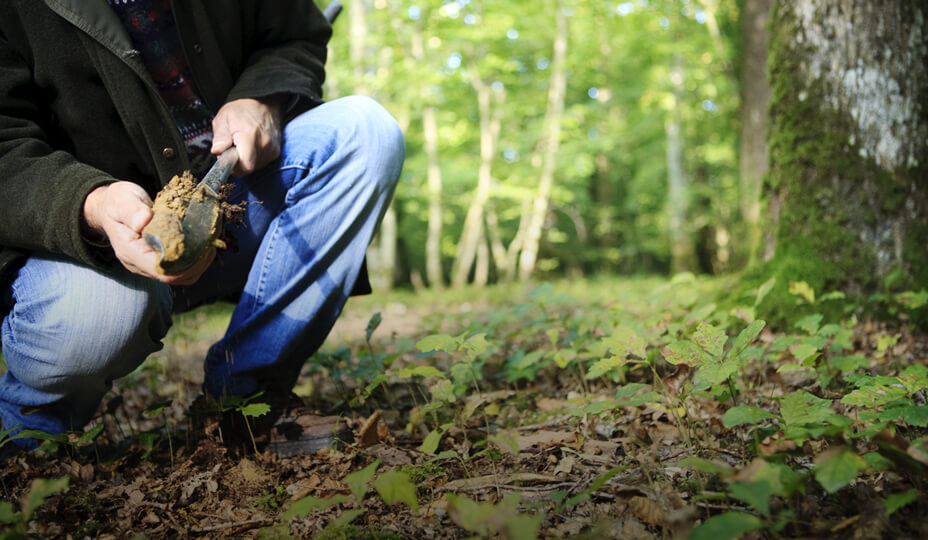 dans une forêt, une personne fait l'extraction de terre