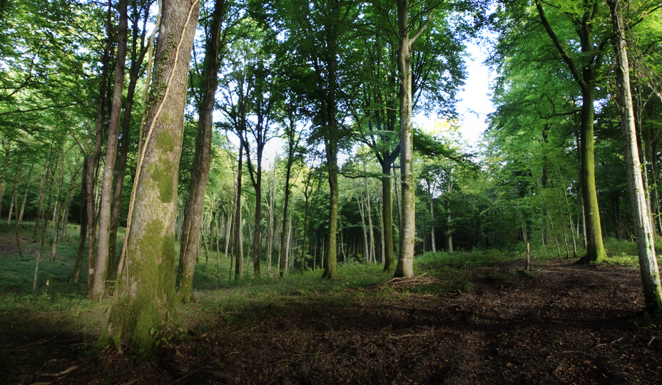 une photo d'un forêt verdoyante