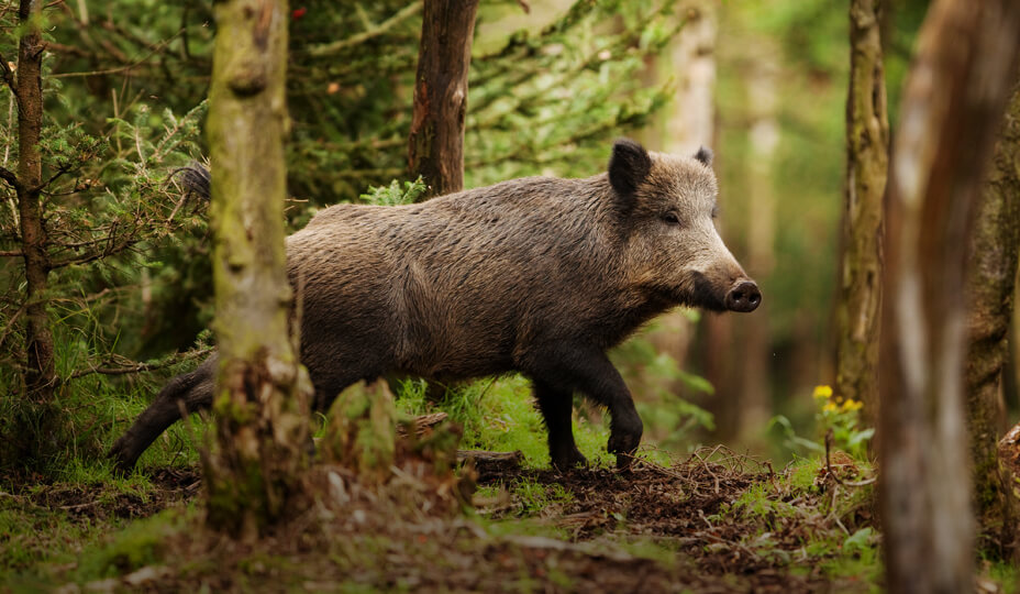 photo d'un sanglier marchant dans une forêt