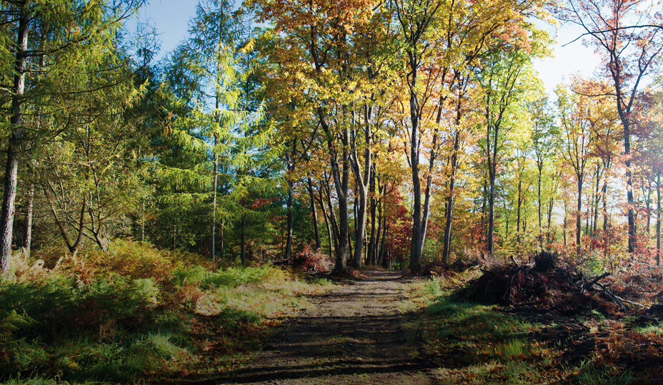 une forêt en automne